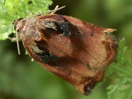 Bräunlicher Obstbaumwickler.jpg